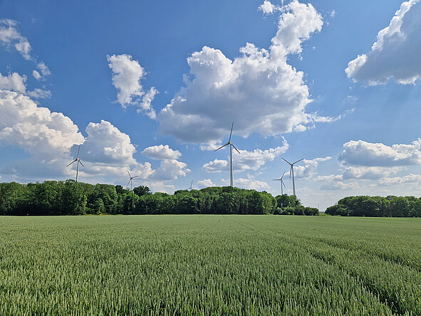 Weites, grünes Getreidefeld mit Waldstreifen im Hintergrund, darüber mehrere hohe Windkraftanlagen unter einem blau-weißen Himmel – Aufnahme an einem sonnigen Tag.