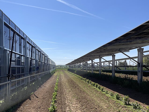 Erhöht montierte Solarpaneele über bepflanzten Ackerreihen – Beispiel für Agri-Photovoltaik, bei der Landwirtschaft und Energieerzeugung effizient kombiniert werden.